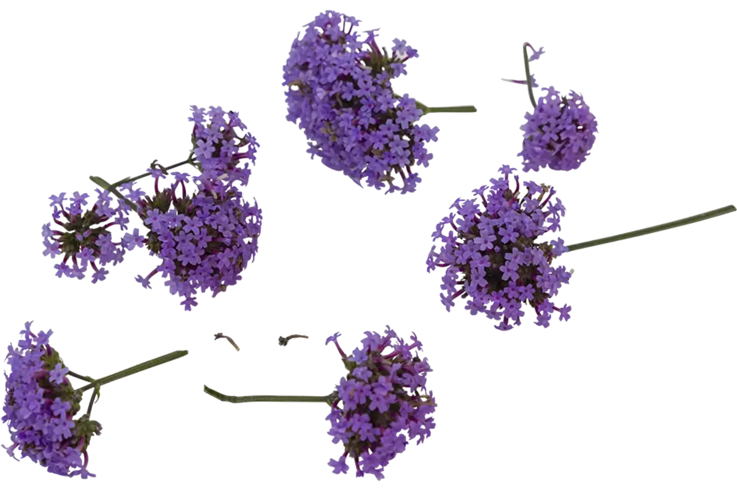 Eetbare bloem ijzerhard 8st stuk 1